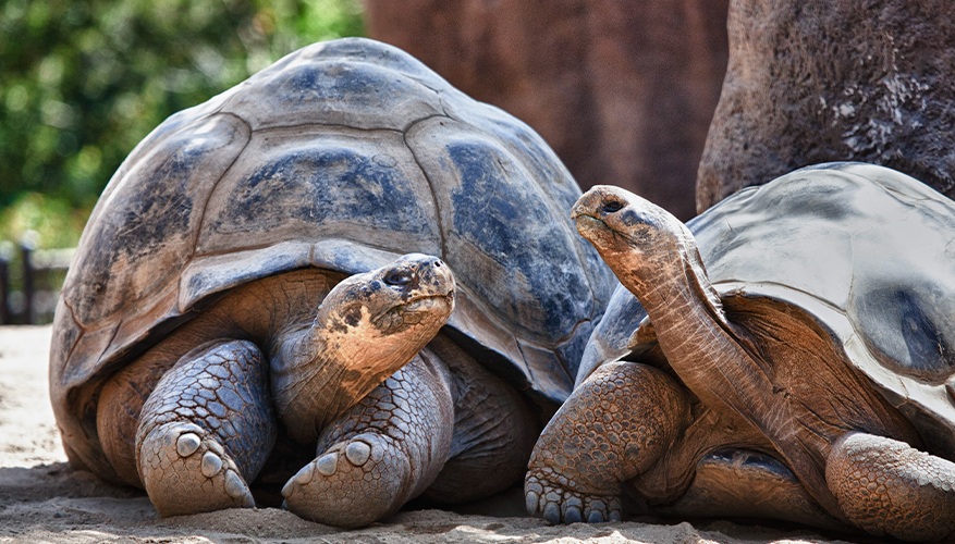 Giant tortoise